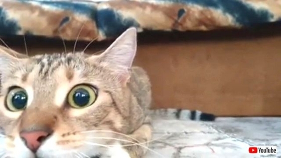 猫 ホラー映画鑑賞