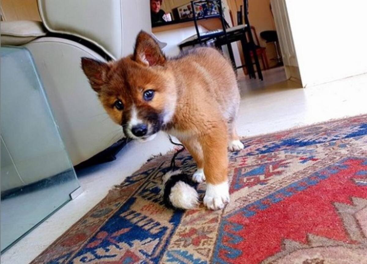 犬 キツネ いいえ ディンゴです 民家の裏庭に絶滅危惧種の子ディンゴがひょっこりあらわれる オーストラリア 19年11月7日 エキサイトニュース