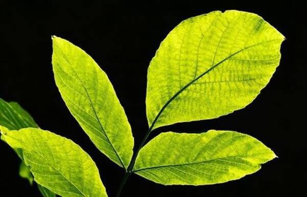 植物の光合成をモデルにした 人工葉 太陽の光で二酸化炭素を酸素に変える技術 19年11月7日 エキサイトニュース