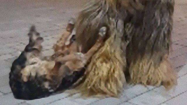 チューバッカと犬、ハロウィンの夜に出会う