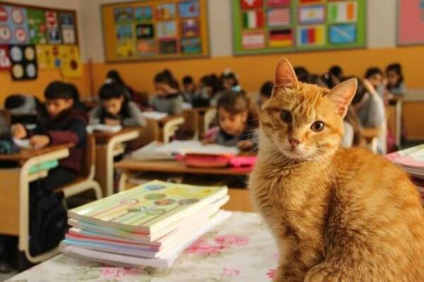 猫向け優良人間づくりは早期から 小学校で毎日授業を受ける野良猫 子供たちの指導係も トルコ 19年11月日 エキサイトニュース