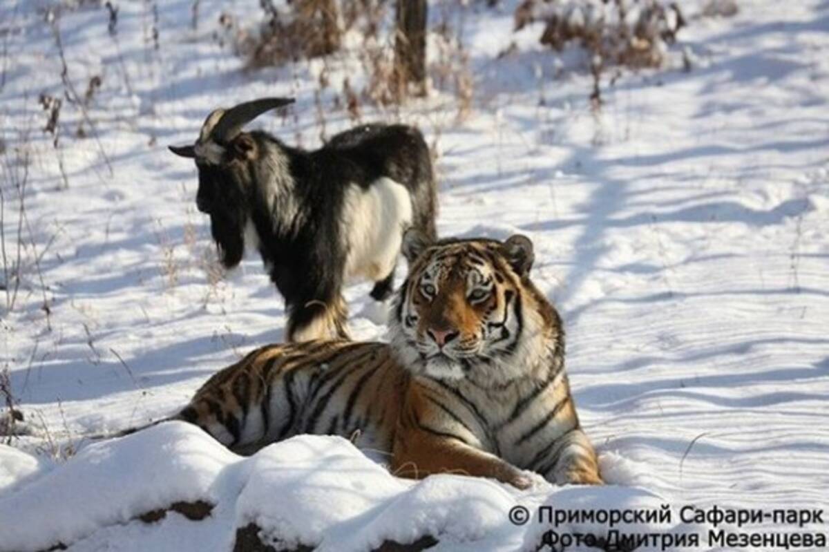 訃報 餌のつもりが友達に トラと友情を築いたヤギが体調悪化で死亡 ロシア 19年11月10日 エキサイトニュース