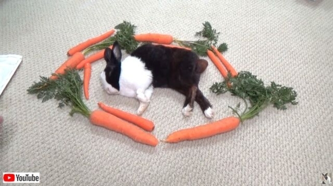 サウロンの目かな 黒くて中に模様があるニンジン ブラックナイトキャロット 18年11月6日 エキサイトニュース