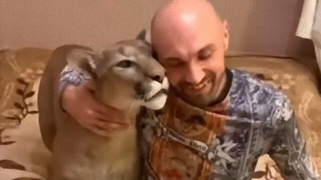 ピューマのメッシ、飼い主に甘えん坊全開