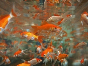 トイレに流される金魚を救え！フランスの水族館が金魚の保護施設を作る