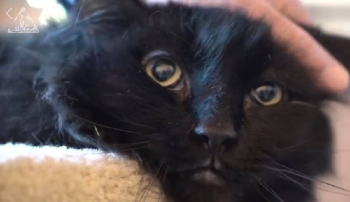 行方不明になった猫 5年後に00km離れた場所で発見 アメリカ 19年11月26日 エキサイトニュース