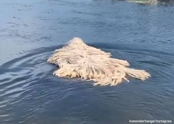 モップ 謎生物 川を泳ぐもふもふした白い生命体の正体は リトアニア 19年11月28日 エキサイトニュース