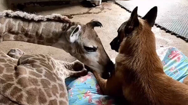 育児放棄された赤ちゃんキリンのお世話役をかってでたのはサイを密猟から守る犬だった 南アフリカ 19年11月29日 エキサイトニュース