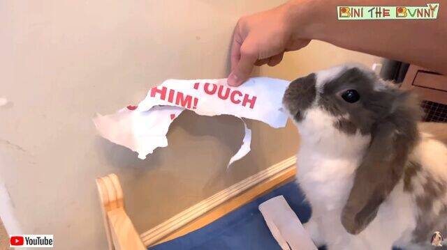 ふざけんなこの紙こうしてやる 飼い主さんの貼り紙に怒れるウサギが凶暴化 19年11月26日 エキサイトニュース