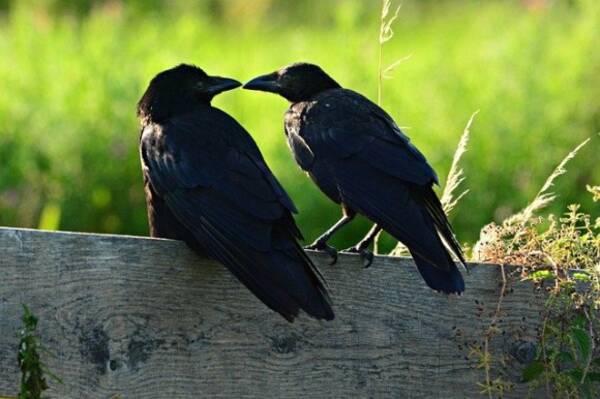 カラスは人間の子供と同じくらい自制心があり 目先の欲求を我慢することができる 英研究 19年12月5日 エキサイトニュース