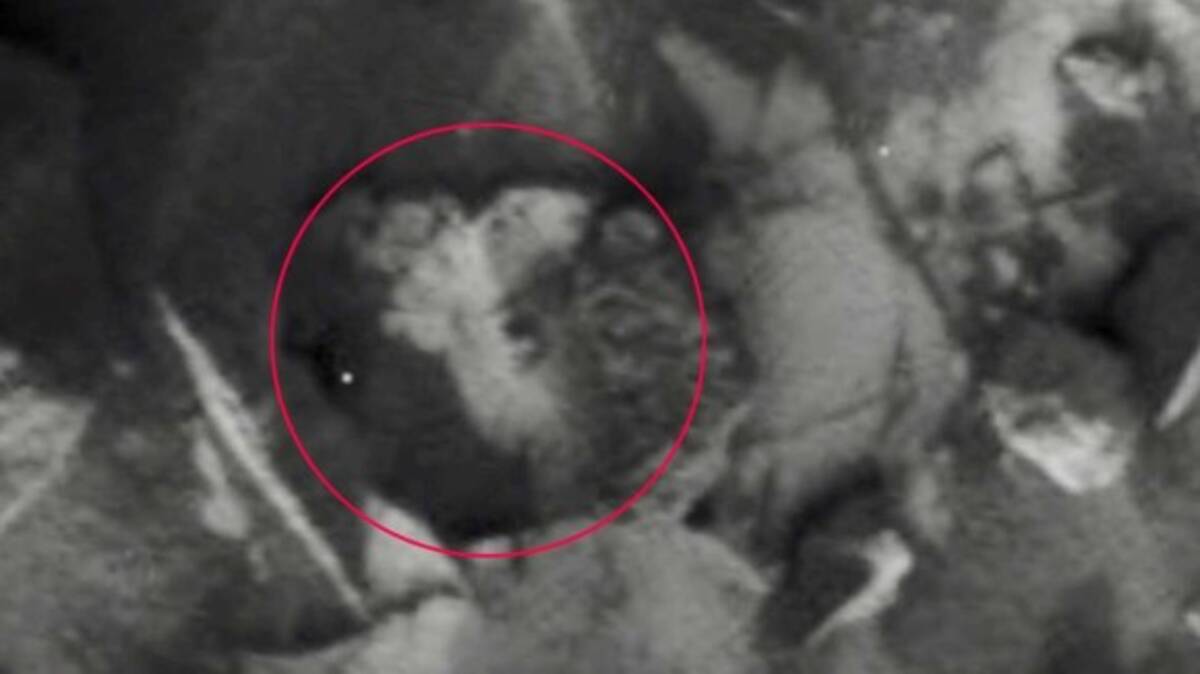 火星に生命が存在する証拠写真を見つけた と主張する昆虫学者だがそれって実は アメリカ 19年11月29日 エキサイトニュース