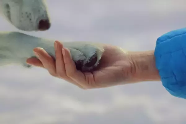 5匹の子猫をあたため続け、寒さから守りぬいた野良犬の保護物語（カナダ）