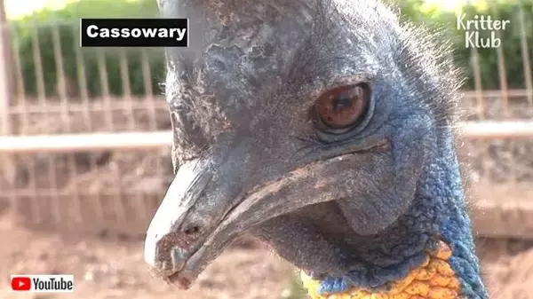 バッタリ出くわしたらどうしよう？「世界で一番キケンな鳥」ヒクイドリの真実にズームイン！