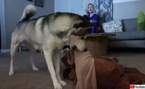 お風呂好きな犬 お湯を張っていたらちゃぷんと入り込んでいた 年2月21日 エキサイトニュース