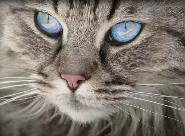 猫の表情から気持ちを読み取れる“キャットウィスパラー”は約10人に1人存在する※簡易チェックテスト付き
