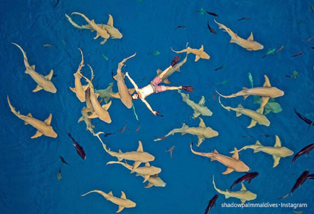 想像してごらん 海に浮かんでいるとその下には大量のサメが泳いでいる姿を 経験したいならモルディブにgo 19年12月13日 エキサイトニュース