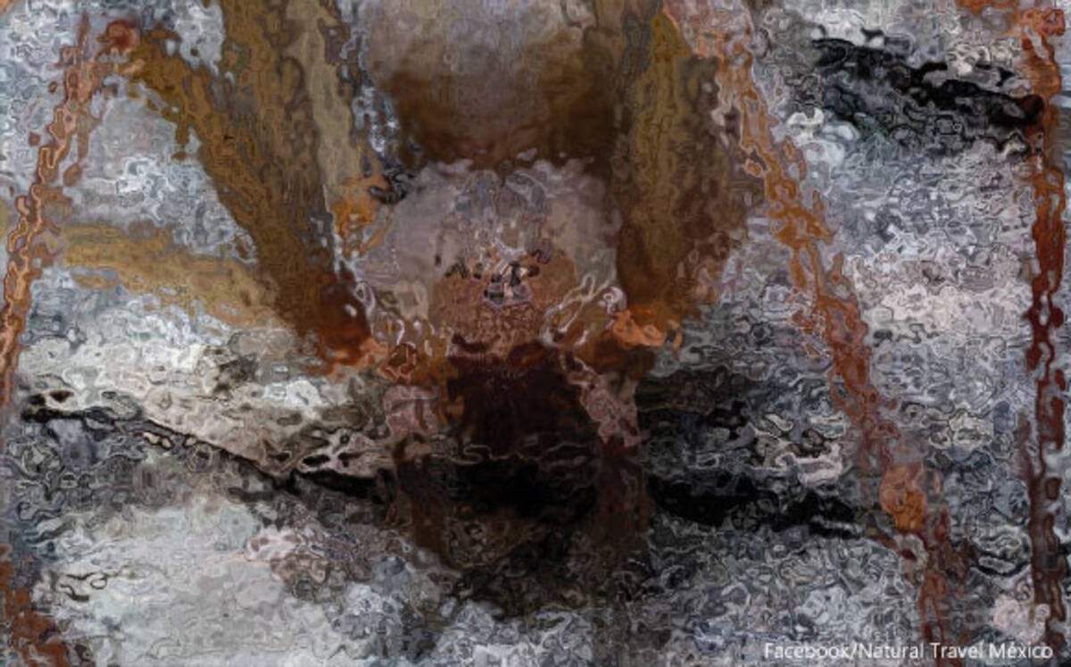 ひと噛みで人間の肉を腐らせる恐怖の毒グモの新種が発見される メキシコ 蜘蛛出演中 19年12月13日 エキサイトニュース 2 2