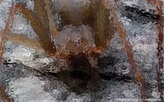 ハリーポッターのアラゴグそっくりの巨大グモが庭で発見される オーストラリア 蜘蛛注意 年11月4日 エキサイトニュース