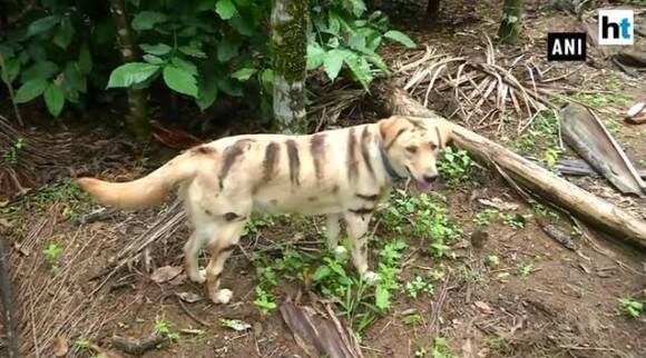 ひらめいた 農作物を猿に荒らされ困っていた農民たち 犬を虎模様にペイント なんと効果あり インド 19年12月16日 エキサイトニュース