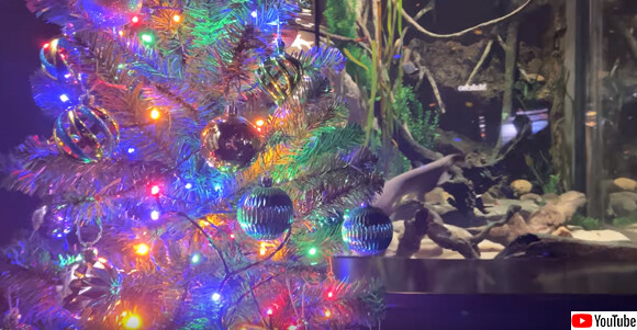 デンキウナギの放電でメリークリスマス