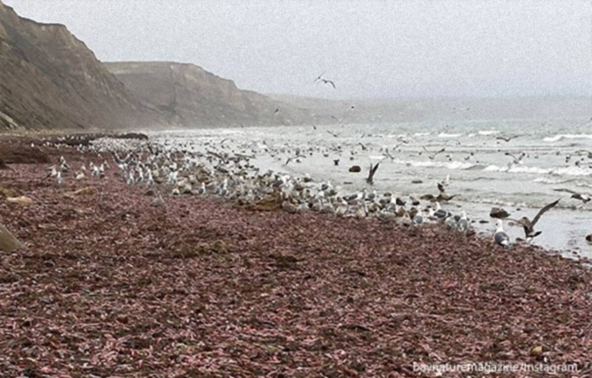 こ これは 海岸を埋め尽くすほどの大量の環形動物が打ち上げられる アメリカ ユムシ大量注意 19年12月14日 エキサイトニュース
