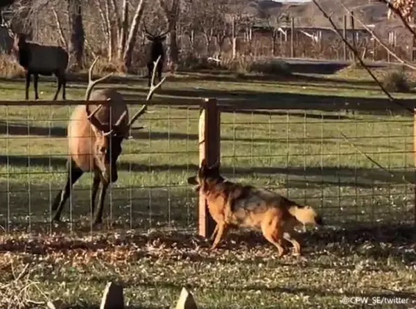 今日も遊びに来たよ！親友となった犬とアカシカ、フェンス越しで追いかけっこ（アメリカ）