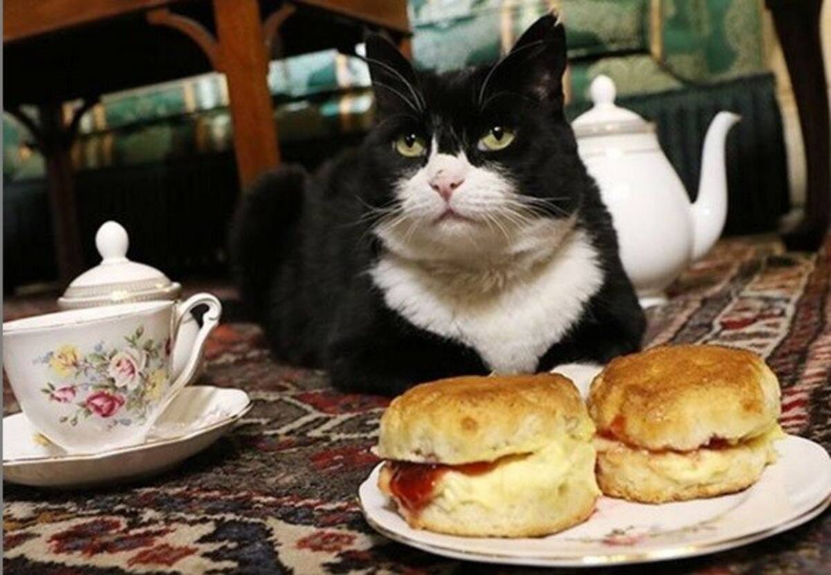 英国外務省勤務の猫 過食とストレスで一時休職していたが半年ぶりに公務に復帰 餌を与えすぎぬよう職員に指示命令 19年12月17日 エキサイトニュース