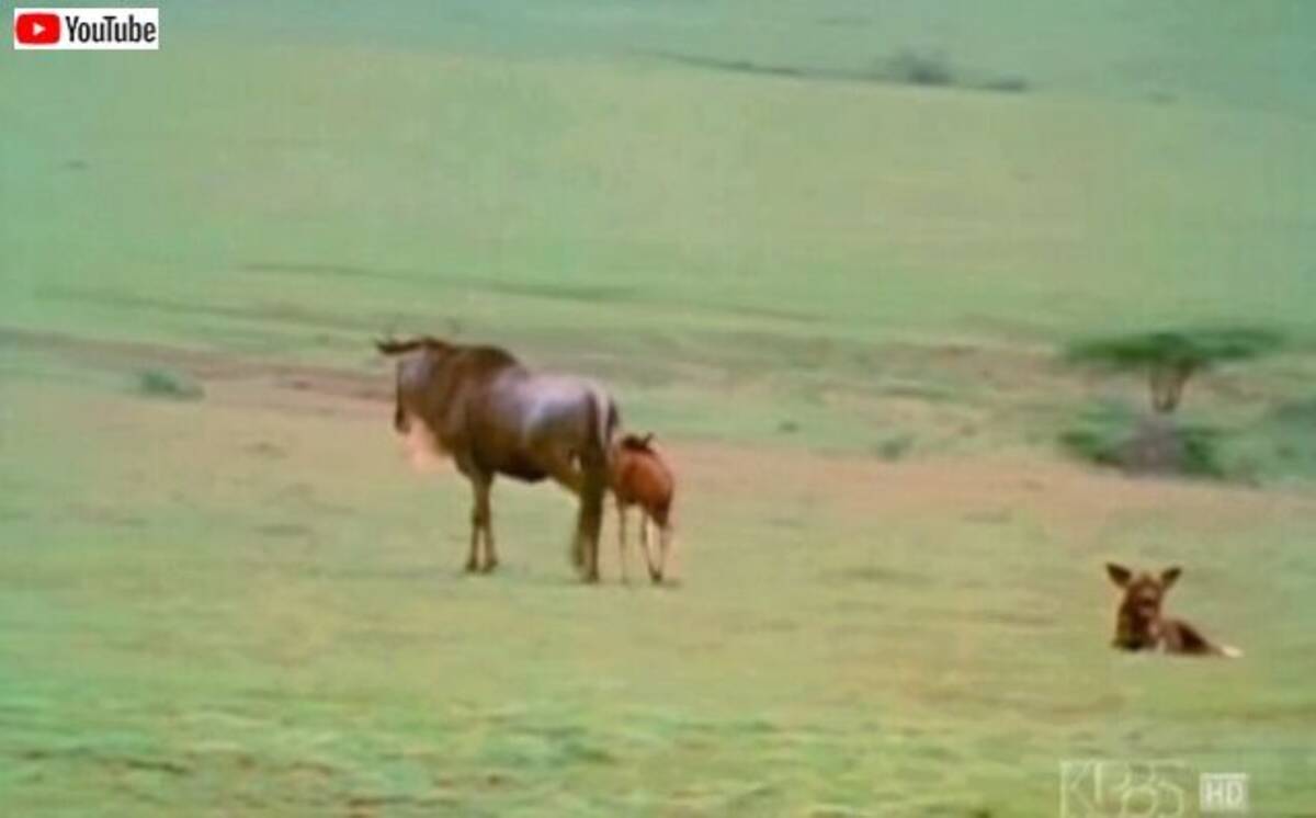 ヌーのお母さん うちの子には絶対に手出しをさせない とリカオンから子供を守り抜く 19年12月16日 エキサイトニュース