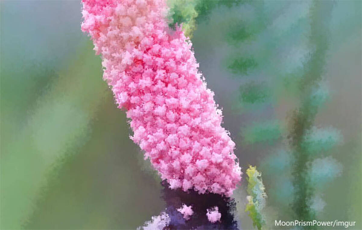乙女ピンクな卵からの孵化 ポロポロと零れ落ちるジャンボタニシの幼体たち つぶつぶ大量注意 年1月4日 エキサイトニュース