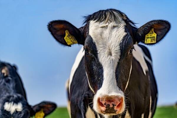 世界初 水上のデジタル酪農施設で牛の飼育が開始される 気候変動に左右されない環境 オランダ 19年12月19日 エキサイトニュース