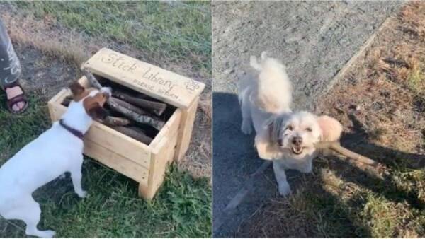 木の棒で遊ぶのが好きな犬たちのために ドックパークに棒切れ図書館を開設した道具職人 ニュージーランド 19年12月23日 エキサイトニュース