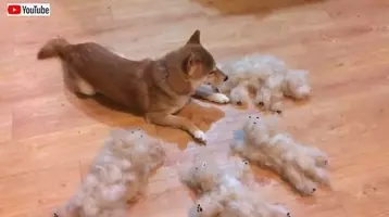 柴犬がシベリアンハスキーに挟まれた結果 かわいい行動に 射抜かれる 21年2月23日 エキサイトニュース