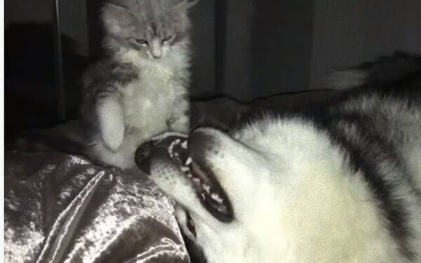 猫と犬の楽しいひと時 寝ているマラミュート犬にちょっかいをかけたくて仕方ない猫 19年12月21日 エキサイトニュース