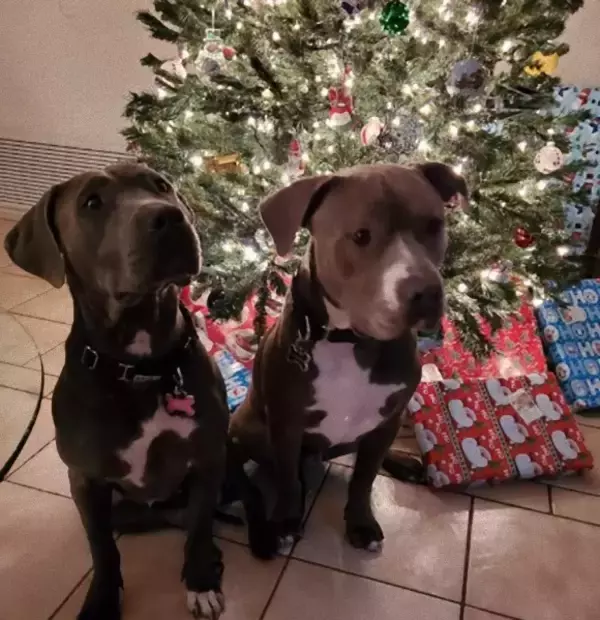 保護されたピットブルミックス同士に強い絆が生まれて離れられない仲に。2匹一緒にハッピーエンド（アメリカ）