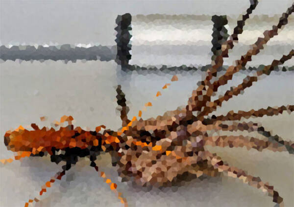 オンリーオーストラリア 巨大蜘蛛と巨大ハチが玄関ドアで対決中 蜘蛛 ハチ出演中 19年12月25日 エキサイトニュース