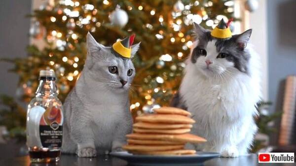 猫天使たちが愛と喜びをまき散らす日 可愛いマンチカンからのメリークリスマス 19年12月26日 エキサイトニュース