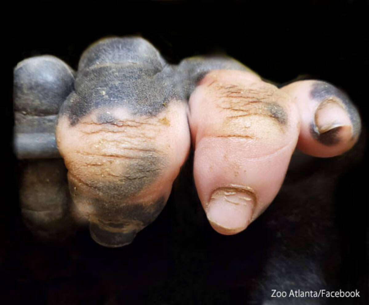 ゴリラの手って人間に似てる 指の一部がピンク色のゴリラの手のクローズアップ写真 19年12月27日 エキサイトニュース