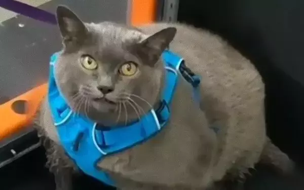 ダイエット中の猫シンダーさん、今日ももくもくと運動するよ