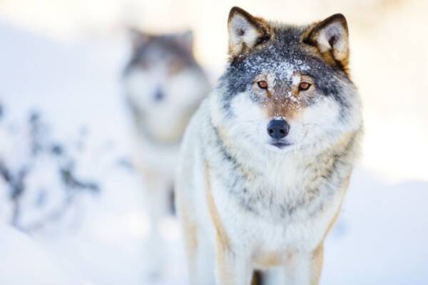 狼は人間に協力的でフレンドリー 犬はその血を受け継いだ オーストリア研究 年1月1日 エキサイトニュース