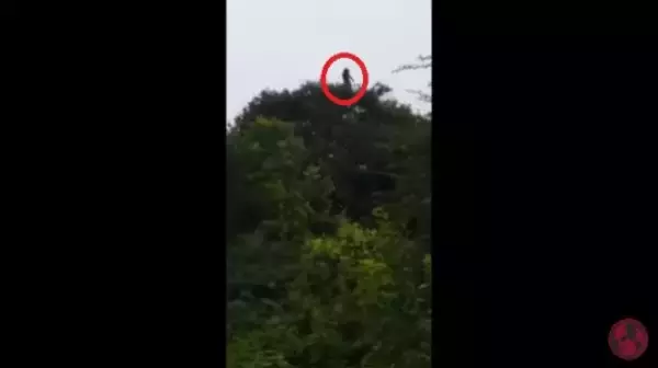 伝説の幽霊か！？樹上に出現した泣き叫ぶ女性の霊らしき物体（コロンビア）