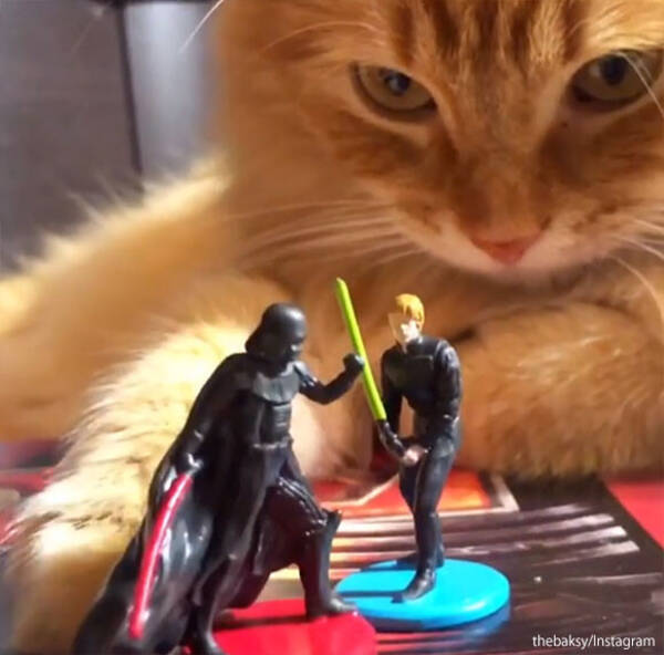 スターウォーズフィギュアでごっこ遊びをしてた猫が暗黒面に落ちる瞬間 年1月8日 エキサイトニュース