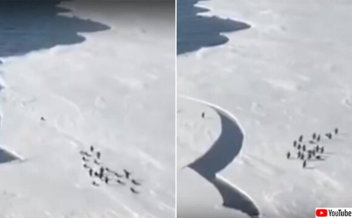 氷河が割れて1羽だけ取り残されたペンギンの危機一髪 南極 年1月12日 エキサイトニュース