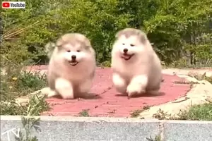 可愛い に季節なんて関係ない キュート過ぎるもこもこマラミュートの子犬たち 年6月29日 エキサイトニュース