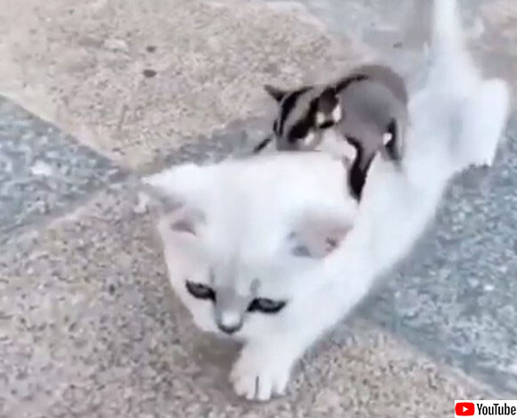 猫を調教して乗りこなしているフクロモモンガ