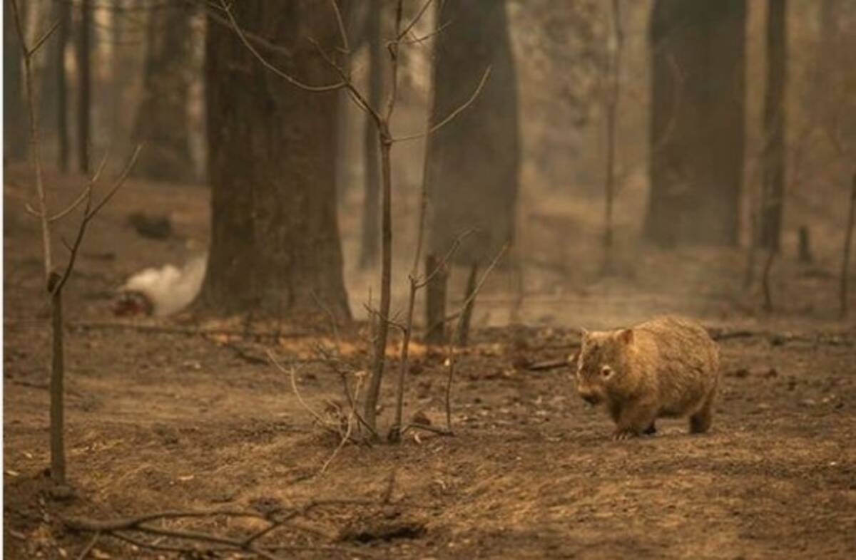 オーストラリアのウォンバット 過去の山火事で行き場をなくした動物たちに巣穴を貸してあげていた 年1月14日 エキサイトニュース