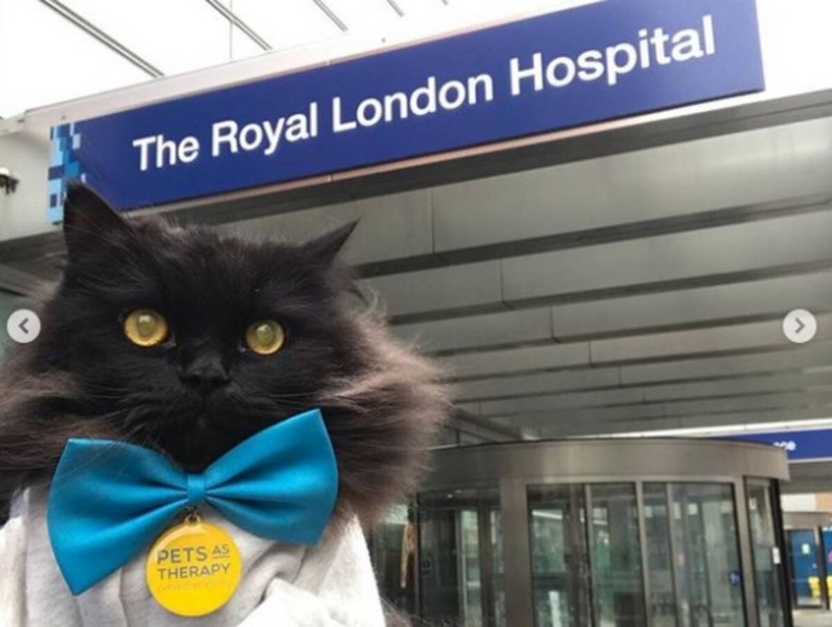 人間には猫の癒しが必要 ロンドンのセラピーキャット 複数の病院を巡回し患者たちを勇気づけている イギリス 年1月18日 エキサイトニュース