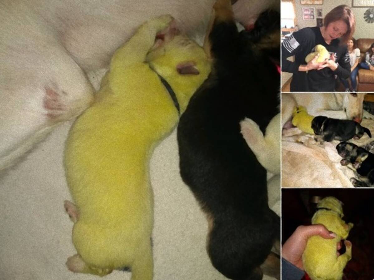白いシェパード犬から 黄緑色の子犬が産まれ ハルク と名付けられる アメリカ 年1月19日 エキサイトニュース