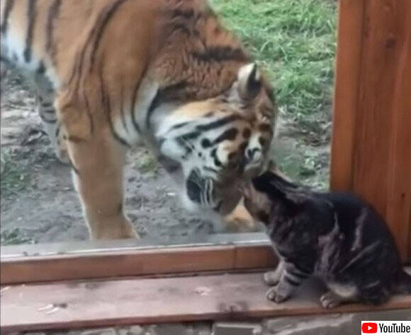 同じネコ科だもの 小さな猫にガラス越しからやさしく接する大きな虎 ロシア 年1月19日 エキサイトニュース