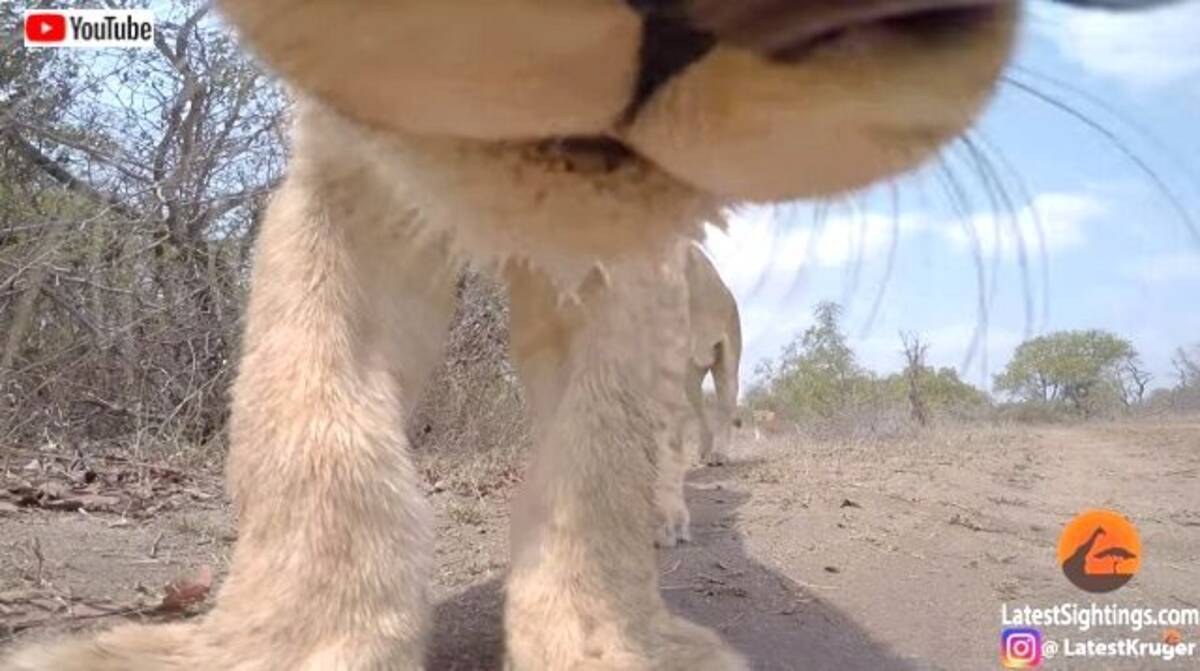 サバンナにgoproをしかけてみた結果 なんじゃこりゃ という野生動物たちの反応が撮影された 年1月18日 エキサイトニュース