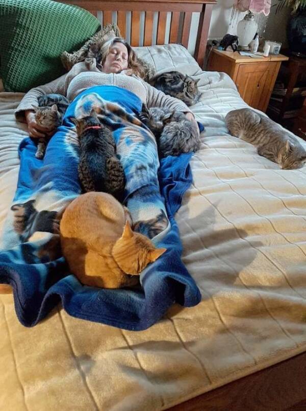 めったに集まらない5匹の猫がベッドの上に全員集合 手術を終えた飼い主をいたわるため 年1月23日 エキサイトニュース めったに集まらない5匹の猫がベッドの上に全員集合 手術を終えた飼い主をいたわるため 年1月23日 エキサイトニュース